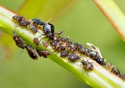 APHIDS, BLADLÖSS, Aphidoidea