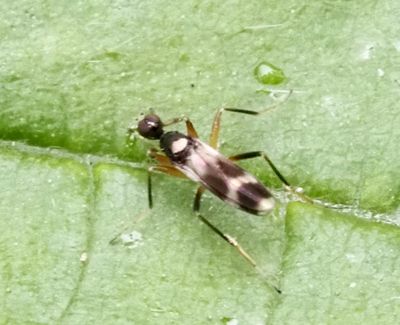 TRUE FLIES (DIPTERA)