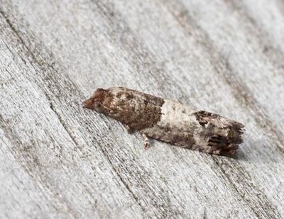 TORTRIX MOTHS in SWEDEN, VECKLARE (Tortricidae)