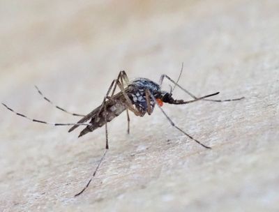 Stickmyggor, Mosquitoes and Gnats, Culicidae