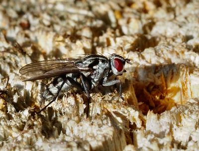Blomsterflugor, Anthomyiidae