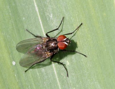TRUE FLIES (DIPTERA)