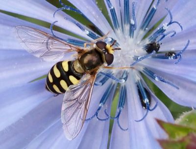 Eupeodes and Epistrophe genus, fältblomflugor och brynfältblomflugor