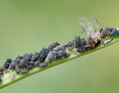 Aphis genus