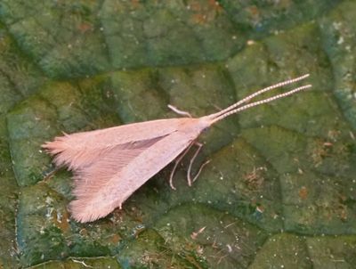 Säckmalar, Coleophoridae