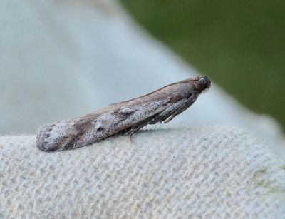 Snout Moths, Solmott (Pyralidae)