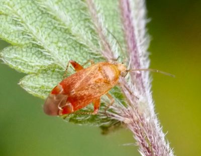 PLANT BUGS, ÄNGSKINNBAGGAR, (Miridae)