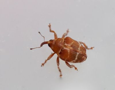 Ceutorhynchinae