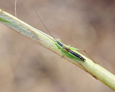 Swedish Crickets, Syrsor och Vårtbitare