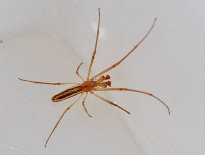 Long jawed orbweb spiders, Käkspindlar, Tetragnathidae