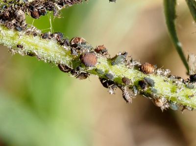 Aphis genus
