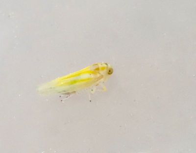 Leafhoppers, Dvärgstritar (Cicadellidae)