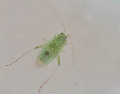 PLANT BUGS, ÄNGSKINNBAGGAR, (Miridae)