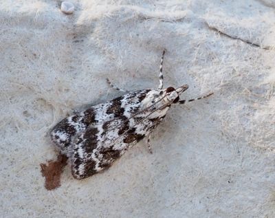 Grass Moths, Gräsmott (Crambidae)