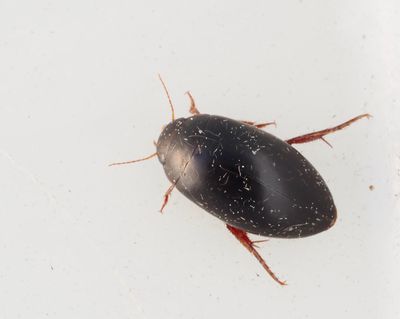 Waterbeetles, Vattenbaggar (Dytiscidae to Hydrophilidae)