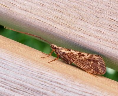 Caddisflies, Nattsländor (Trichoptera)