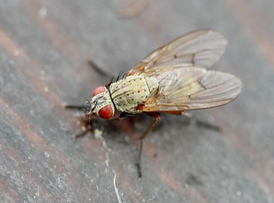 Blomsterflugor, Anthomyiidae