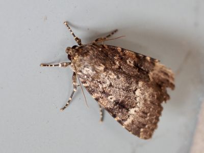 Buskflyn, Amphipyra sp.