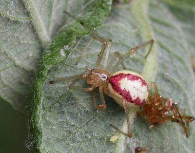 Comb-footed spiders, Klotspindlar, Theridiidae