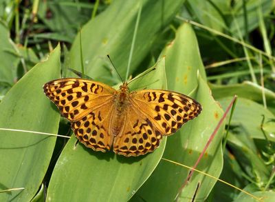 Silverstreckad pärlemorfjäril, Silver-washed fritillary, Argynnis paphia