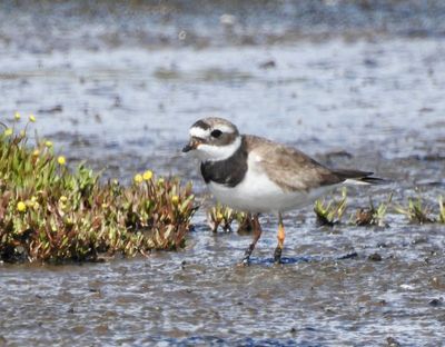 Ringed Plover, Charadrius hiaticula, större strandpipare