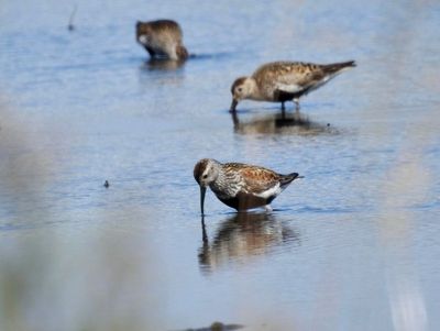 Dunlin, Kärrsnäppa,Calidris alpina