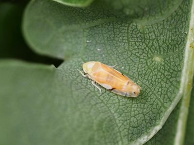 Leafhoppers, Dvärgstritar (Cicadellidae)
