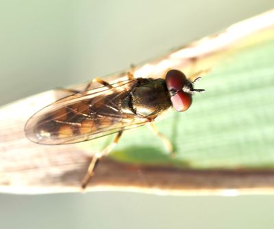 Fotblomflugor, Platycheirus