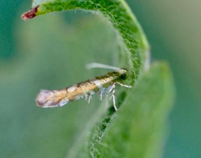 Skottmalar, Argyresthia