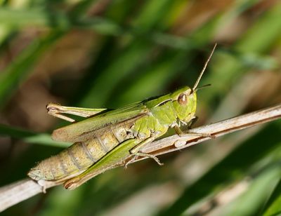 Swedish Grasshoppers, Torngrshoppor, Markgrshoppor