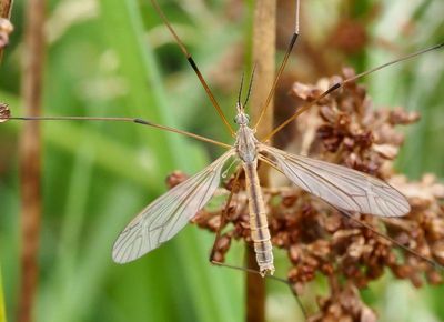 Craneflies,  (Tipulidae)