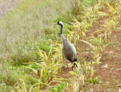 European Crane, Trana, Grus grus