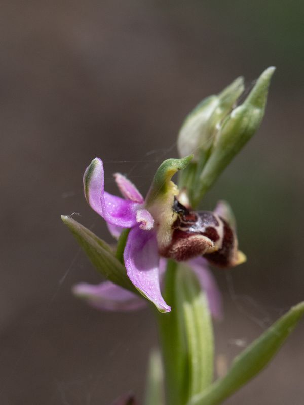 Ophrys scopolax / Sniporchis / Woodcock Bee-orchid