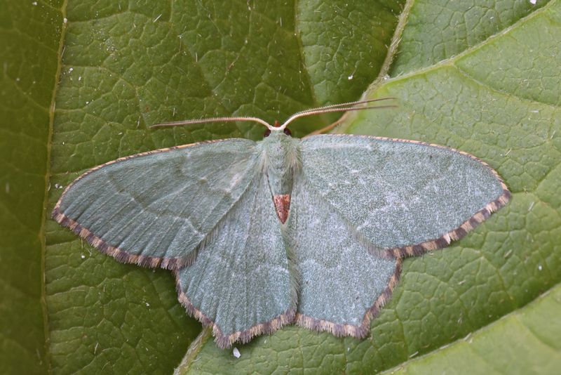 Kleine zomervlinder / Common emerald / Hemithea aestivaria