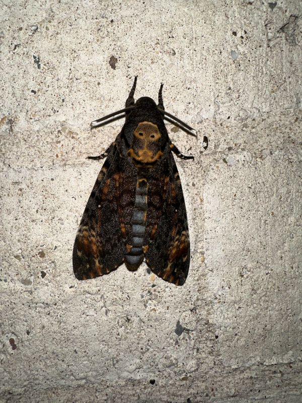 Doodshoofdvlinder / African deaths-head hawkmoth / Acherontia atropos