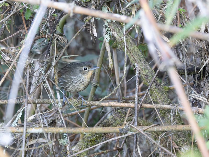 Santa Marta Antpitta / Santamartamierpitta / Grallaria bangsi