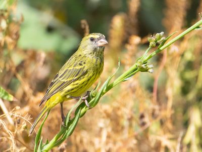 Forest Canary / Boskanarie / Crithagra scotops