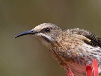 Cape Sugarbird / Kaapse Suikervogel / Promerops cafer