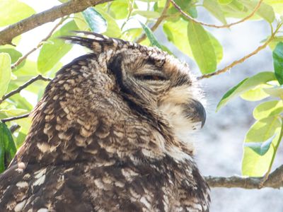 Spotted Eagle-owl / Afrikaanse Oehoe / Bubo africanus