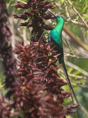 Malachite Sunbird / Emeraldhoningzuiger / Nectarinia famosa
