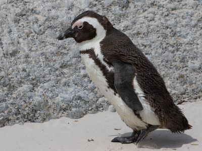African Penguin / Zwartvoetpingun / Spheniscus demersus