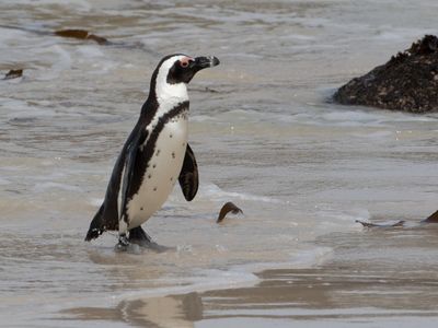 African Penguin / Zwartvoetpingun / Spheniscus demersus