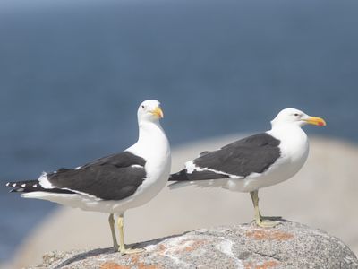 Kelp Gull / Kelpmeeuw / Larus dominicanus