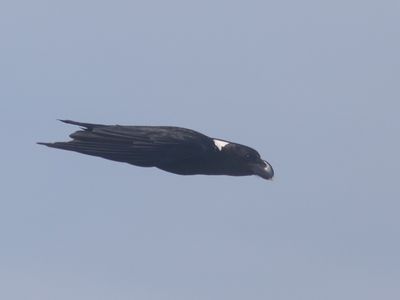 White-necked Raven / Witnekraaf / Corvus albicollis