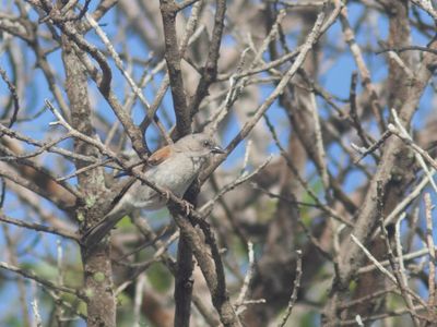 Southern Grey-headed Sparrow / Mozambiquemus / Passer diffusus