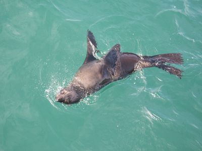 Cape Fur Seal / Zuid-Afrikaanse Zeebeer / Arctocephalus pusillus