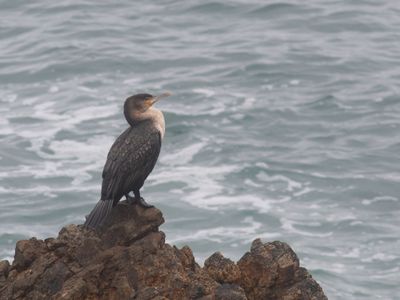 White-breasted Cormorant / Witborstaalscholver / Phalacrocorax lucidus