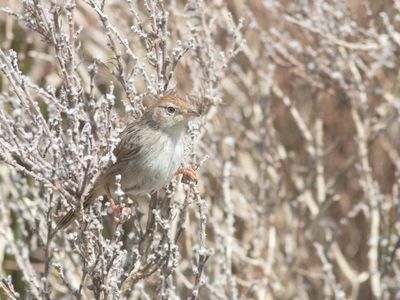 Grey-backed Cisticola / Rotsgraszanger / Cisticola subruficapilla