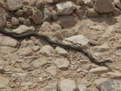 Montane Grass Snake / Psammophis crucifer