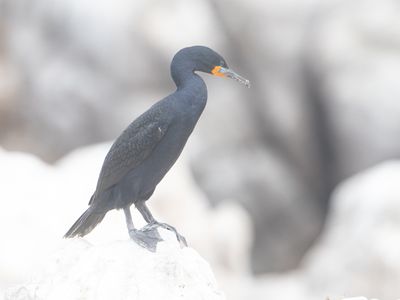 Cape Cormorant / Kaapse Aalscholver / Phalacrocorax capensis